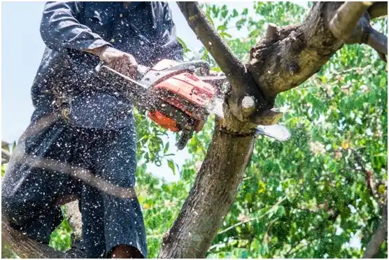 tree services Loganville